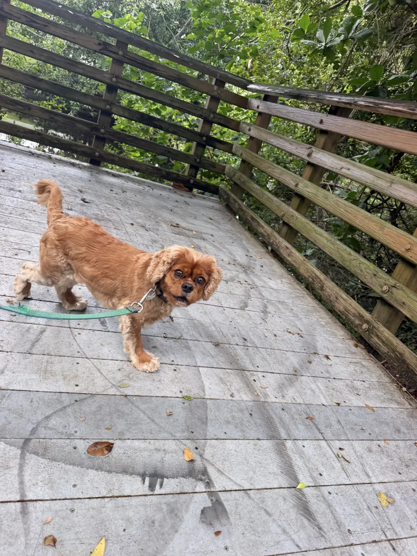 A pet in Joselyn's care