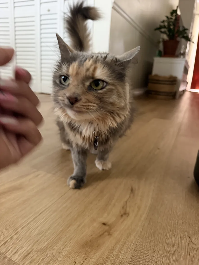 A pet in Joselyn's care